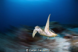 Sea Turtle by Caner Candemir 